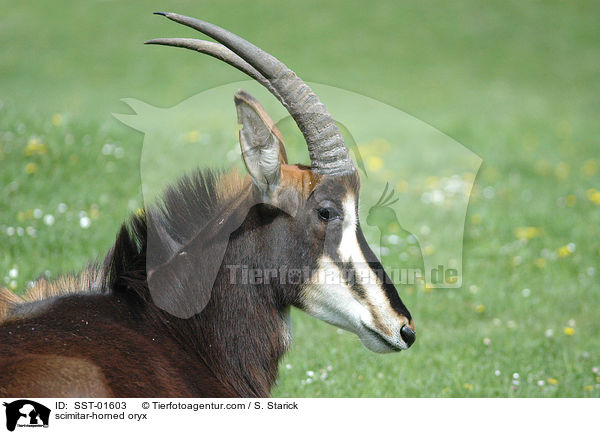 Sbelantilope / scimitar-horned oryx / SST-01603