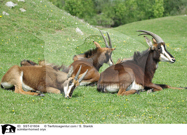 scimitar-horned oryx / SST-01604