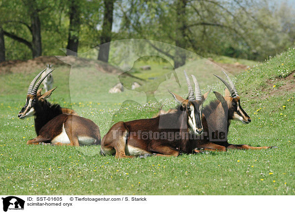 scimitar-horned oryx / SST-01605