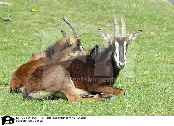 Sbelantilope / scimitar-horned oryx / SST-01606