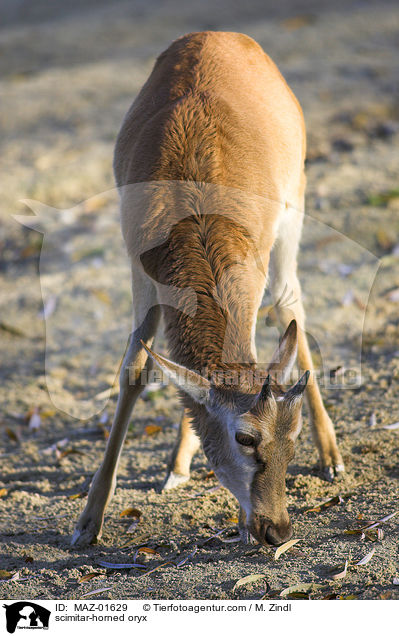 Sbelantilope / scimitar-horned oryx / MAZ-01629