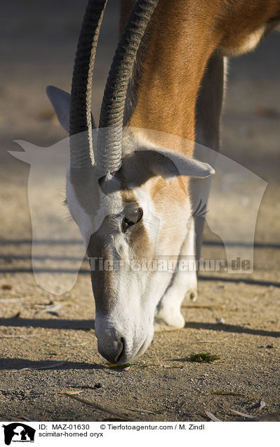 scimitar-horned oryx / MAZ-01630