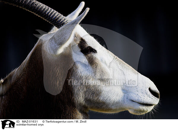 scimitar-horned oryx / MAZ-01631