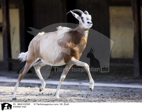 Sbelantilope / scimitar oryx / MAZ-02585