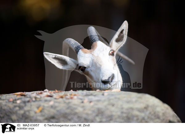 scimitar oryx / MAZ-03957