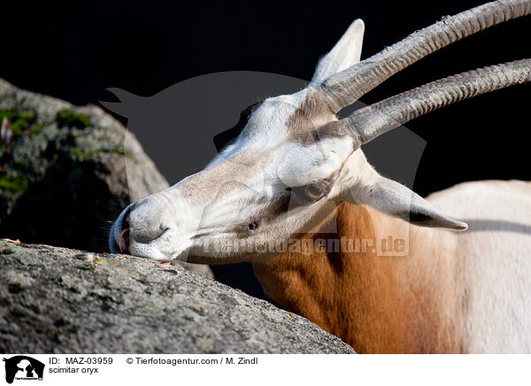 scimitar oryx / MAZ-03959
