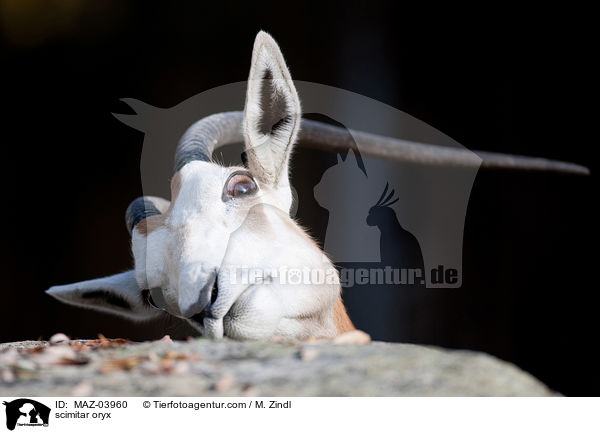 Sbelantilope / scimitar oryx / MAZ-03960