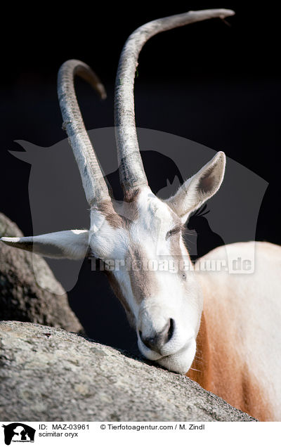 Sbelantilope / scimitar oryx / MAZ-03961