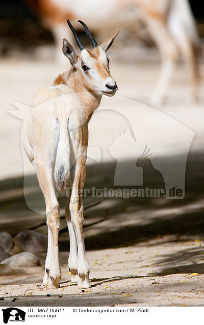 scimitar oryx / MAZ-05611