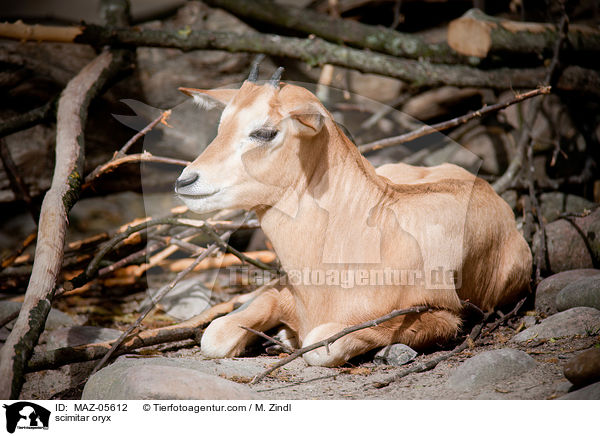 Sbelantilope / scimitar oryx / MAZ-05612