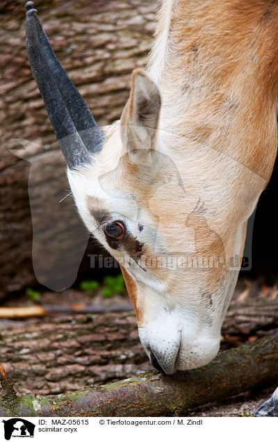scimitar oryx / MAZ-05615