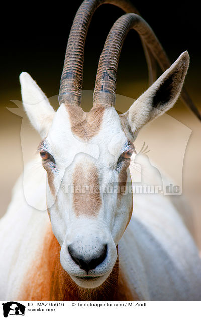 Sbelantilope / scimitar oryx / MAZ-05616