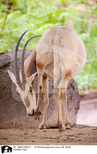 scimitar oryx / MAZ-05617