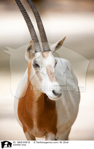 Sbelantilope / scimitar oryx / MAZ-05618
