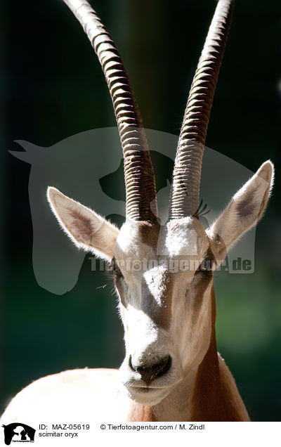 scimitar oryx / MAZ-05619