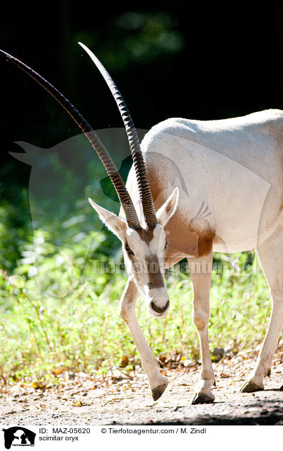 Sbelantilope / scimitar oryx / MAZ-05620