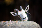 scimitar oryx