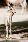 scimitar oryx