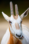 scimitar oryx