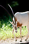 scimitar oryx