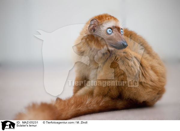 Sclater's lemur / MAZ-05231