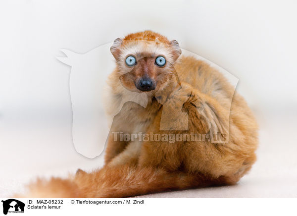 Sclater's lemur / MAZ-05232