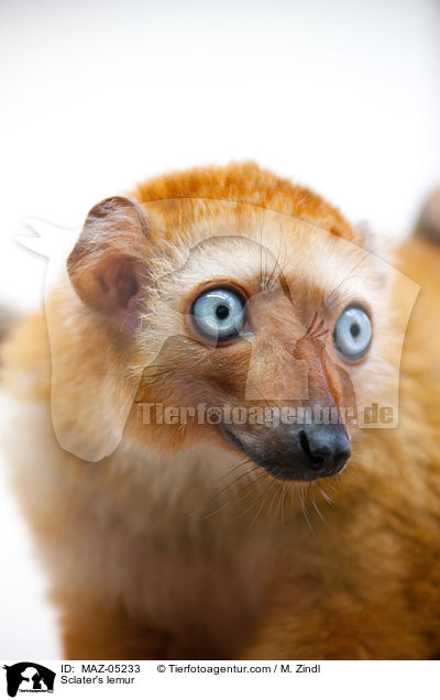 Sclater's lemur / MAZ-05233
