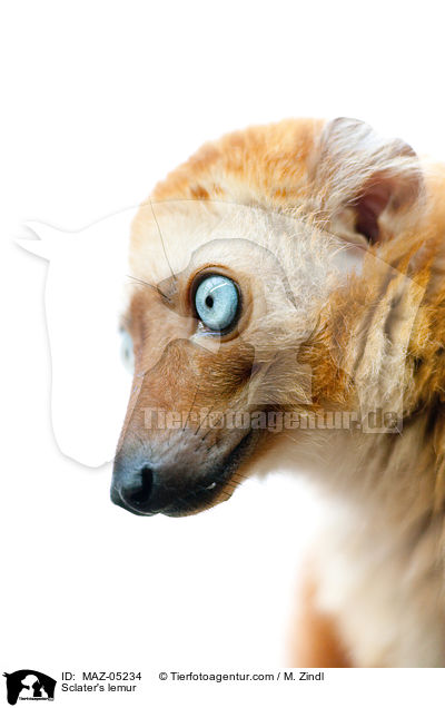 Blauaugenmaki / Sclater's lemur / MAZ-05234