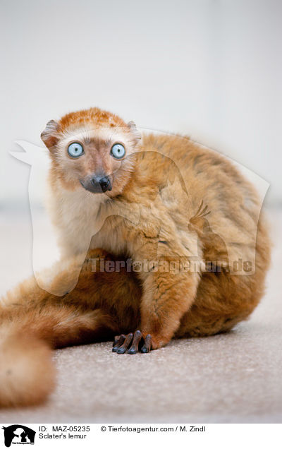Blauaugenmaki / Sclater's lemur / MAZ-05235