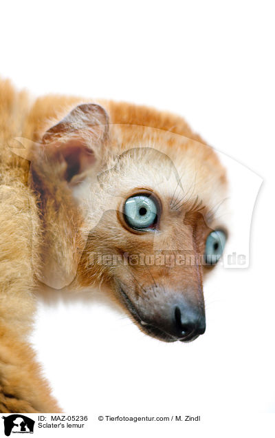 Sclater's lemur / MAZ-05236