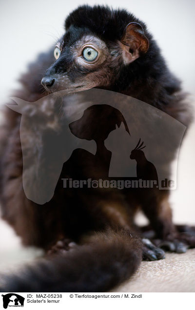 Sclater's lemur / MAZ-05238
