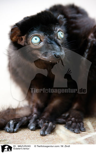 Sclater's lemur / MAZ-05240