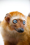 Sclater's lemur