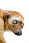 Sclater's lemur