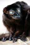 Sclater's lemur
