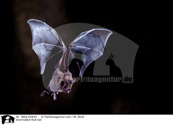 Brillenblattnase / short-tailed fruit bat / MAZ-04844