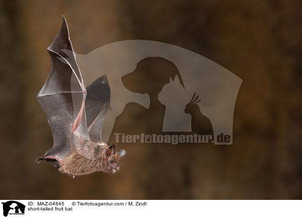 Brillenblattnase / short-tailed fruit bat / MAZ-04845