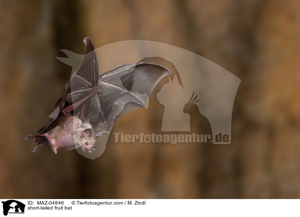Brillenblattnase / short-tailed fruit bat / MAZ-04846