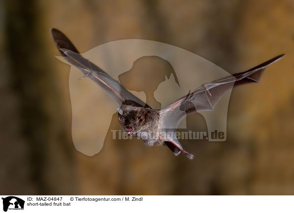 Brillenblattnase / short-tailed fruit bat / MAZ-04847
