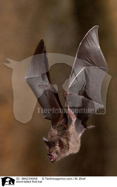 Brillenblattnase / short-tailed fruit bat / MAZ-04848