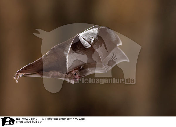 Brillenblattnase / short-tailed fruit bat / MAZ-04849