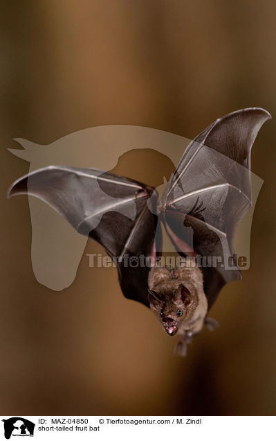Brillenblattnase / short-tailed fruit bat / MAZ-04850