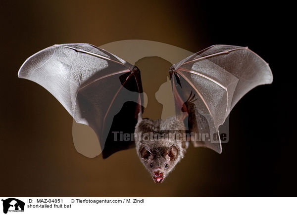 short-tailed fruit bat / MAZ-04851