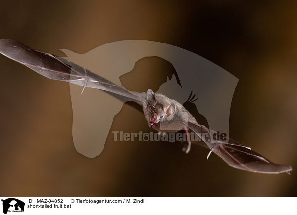 Brillenblattnase / short-tailed fruit bat / MAZ-04852