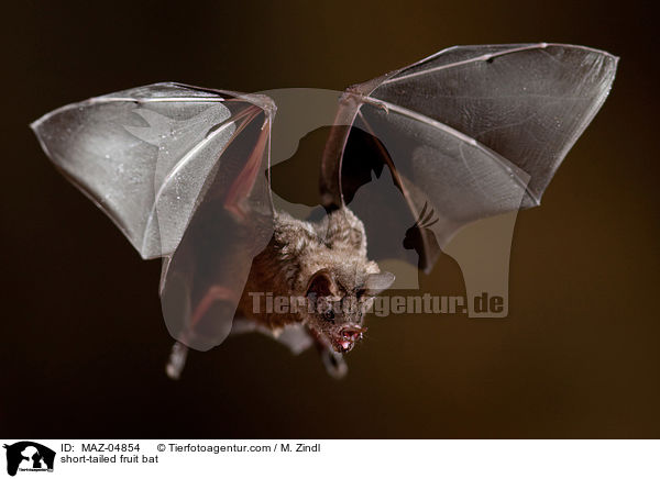 short-tailed fruit bat / MAZ-04854
