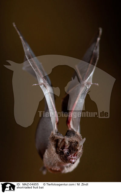 Brillenblattnase / short-tailed fruit bat / MAZ-04855