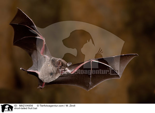 Brillenblattnase / short-tailed fruit bat / MAZ-04856