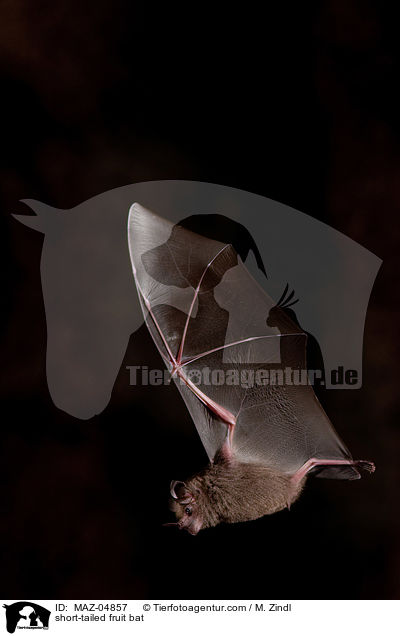 Brillenblattnase / short-tailed fruit bat / MAZ-04857