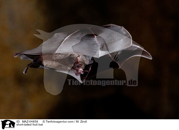 Brillenblattnase / short-tailed fruit bat / MAZ-04858