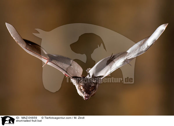 Brillenblattnase / short-tailed fruit bat / MAZ-04859